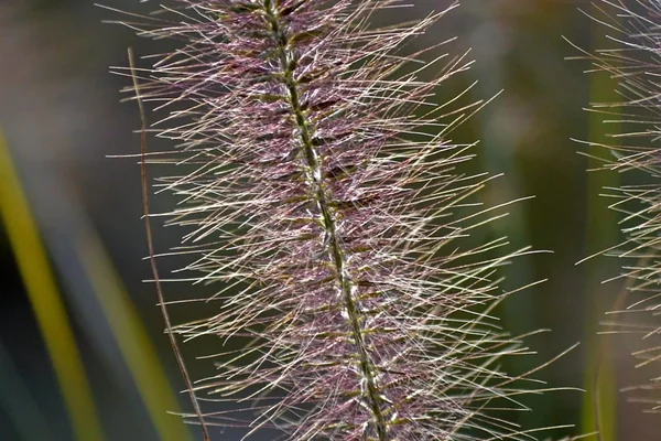 Böcek Makro 2