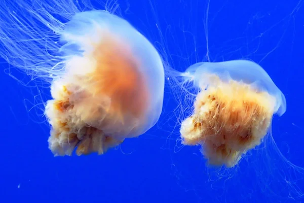 Jellyfish Interesting Facts