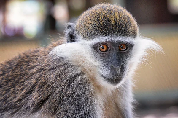 Grivet Monkey, Ethiopia