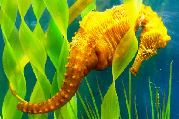 Seahorse Biology and Facts,