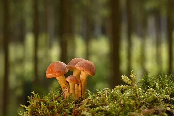 Laboratuvar Mikroskop
