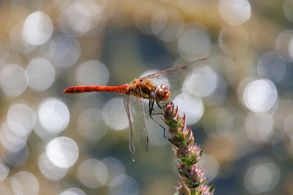 Bokeh Işık