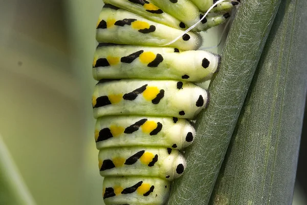 Swallowtail butterfly caterpillar chrysalis on fennell plant yellow black insect macro
