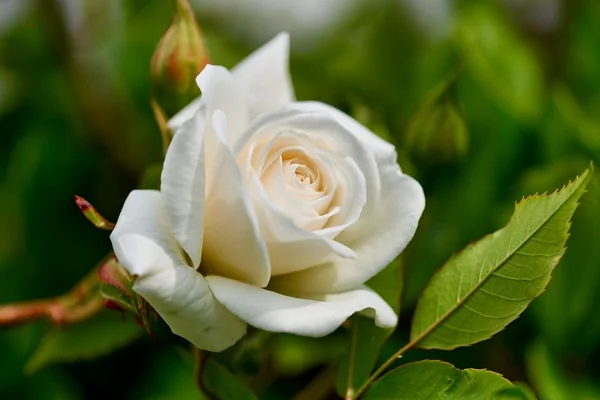 Buz Kristal 4