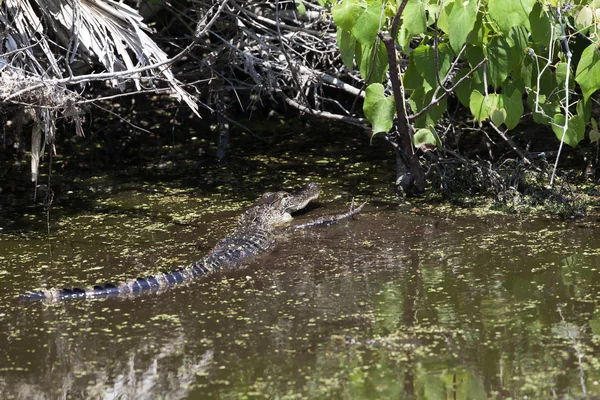 Wildlife Photography - Alligators