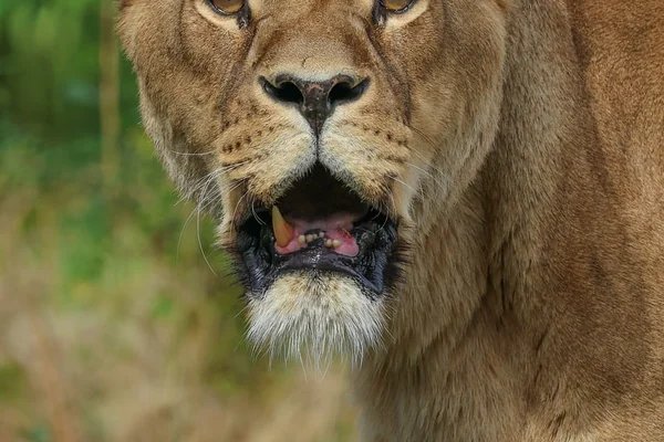 Afrika Safari 3
