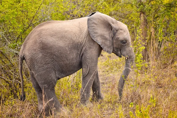 Baby Elephant, Uganda