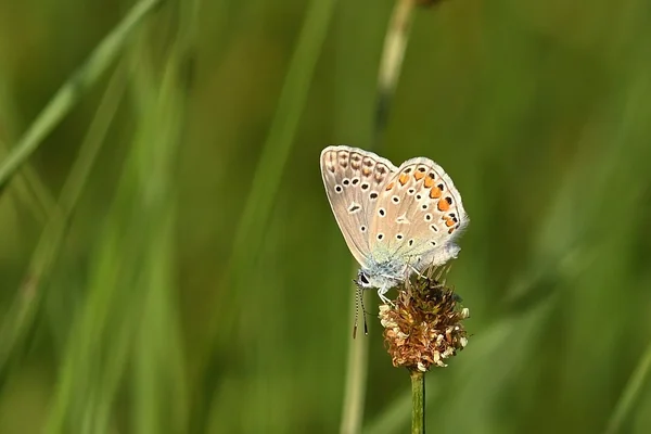 Bokeh Işık