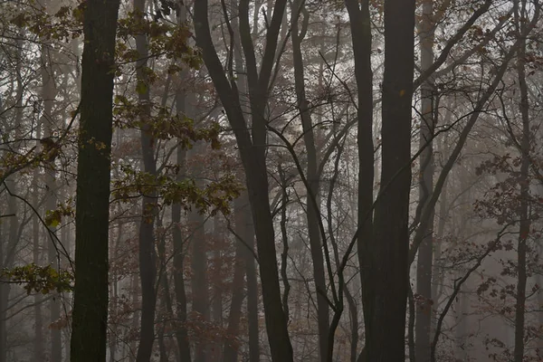 Misty Forest