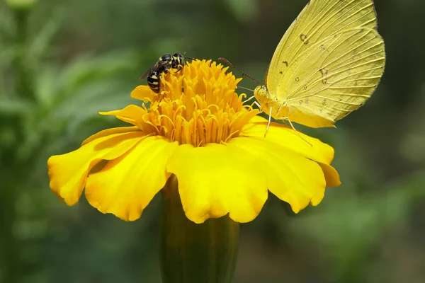 Böcek Makro 5