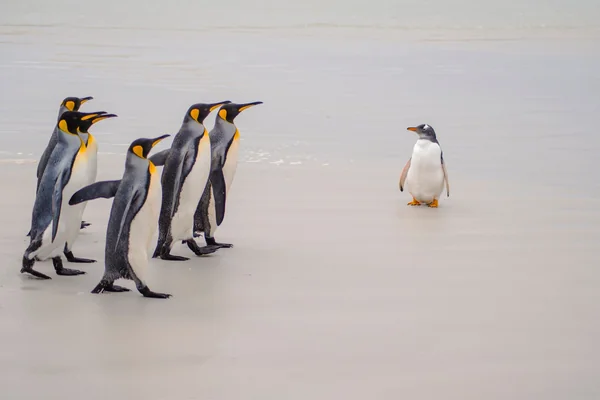 Penguen 4