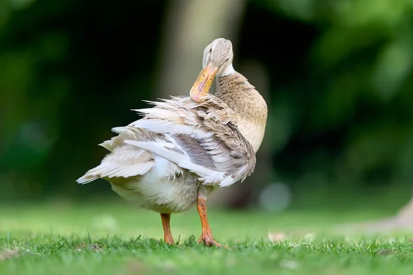 Renkli Baharatlar 3