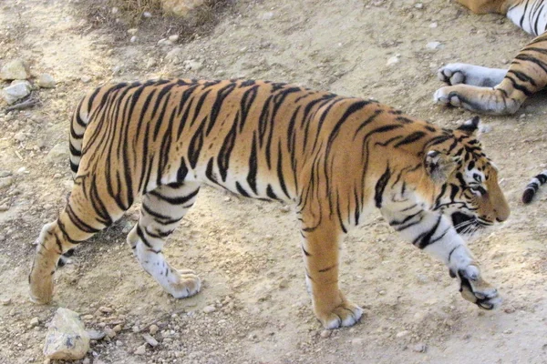 Tiger Paw