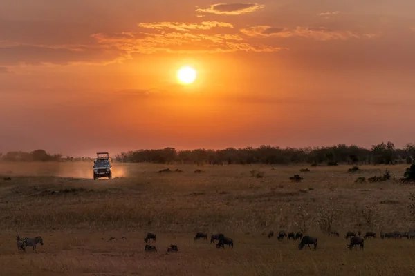 Afrika Safari