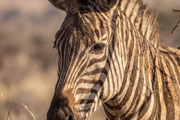 Afrika Safari 5
