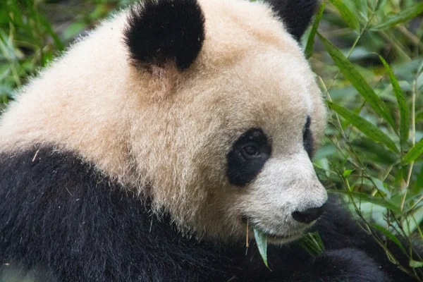 Panda bear, wildlife image