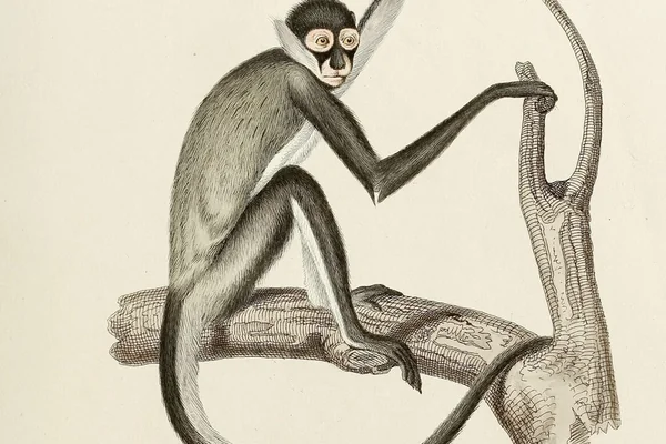 Black-handed spider monkey Primate Die
