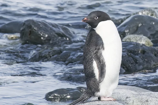 Penguen