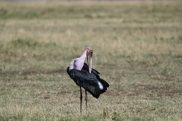 Afrika Safari 2