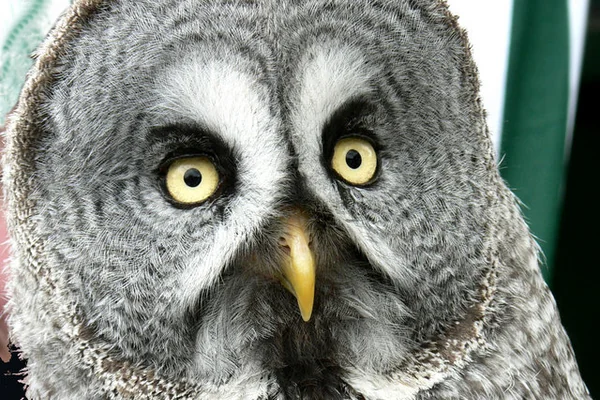 File:Great Gray Owl - Bird of Prey exhibit at Waddington Air Show - geograph.org.uk - 1570223.jpg