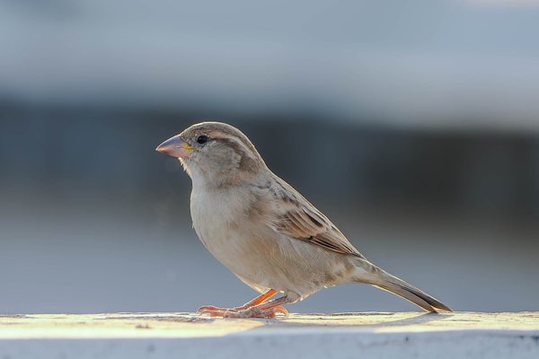 Renkli Binalar 3