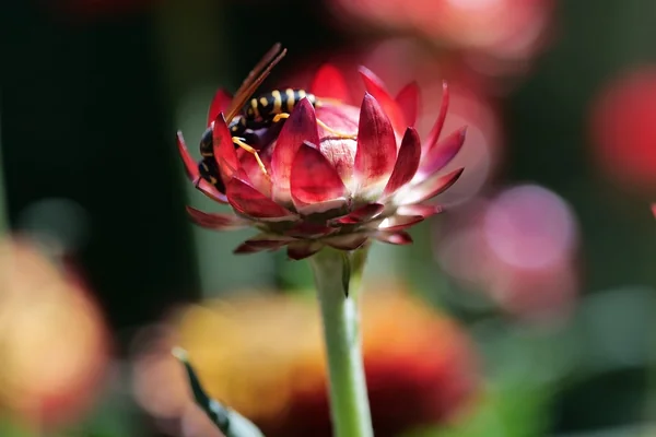 Bokeh Işık 2