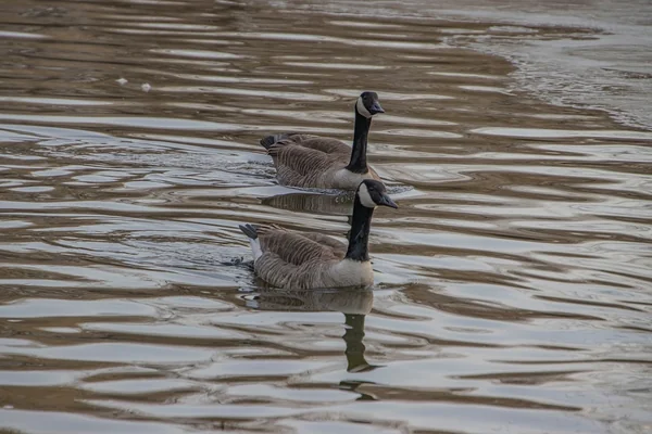 Su Damlaları Makro 2