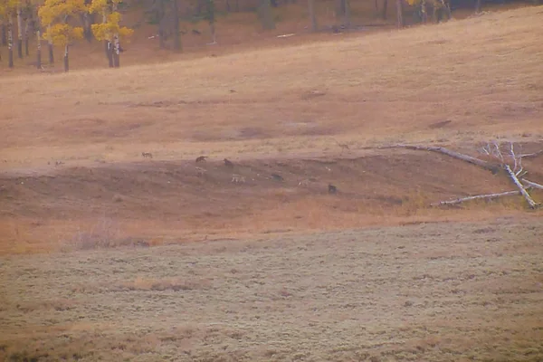 Following the Lamar Valley Wolf Pack in Yellowstone