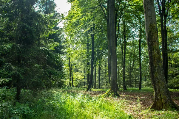 Green Forest