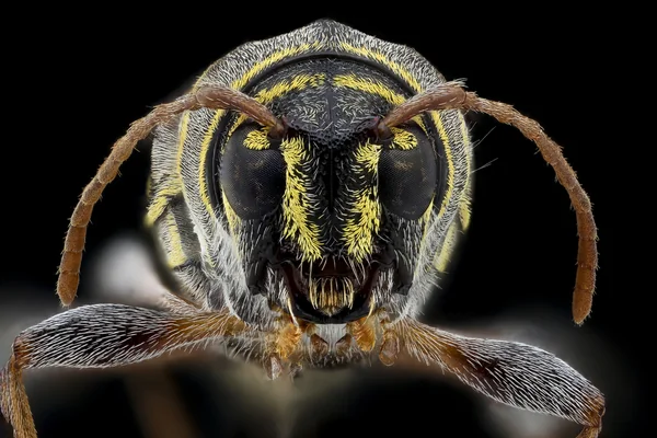 Böcek Makro
