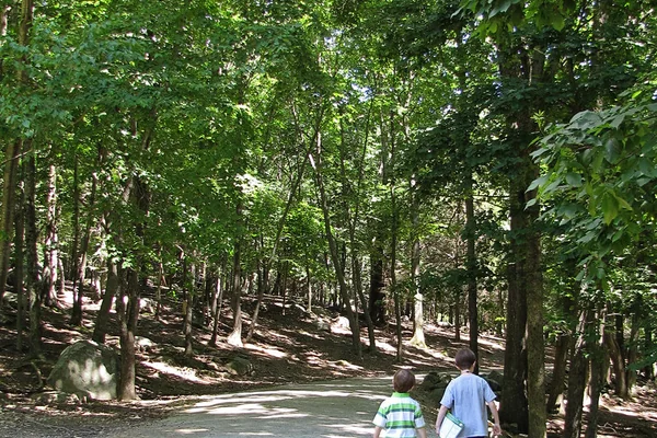 Deer forest