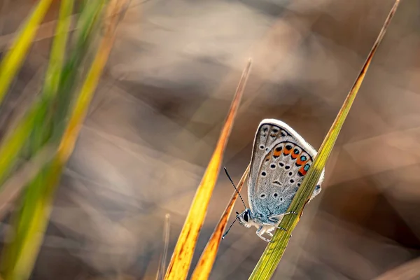 Geometrik Desen 5