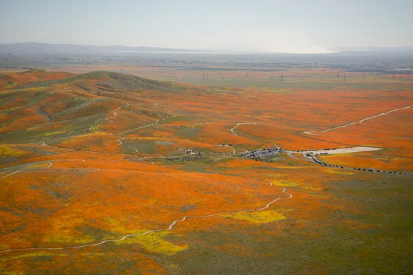 Rainy Winter Season Brings Abundance of Wildflowers and Poppies in Southern California’s Antelope Valley. The poppy is the state flower.