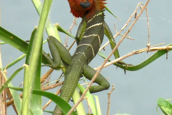 Green forest Lizard-Calotes calotes