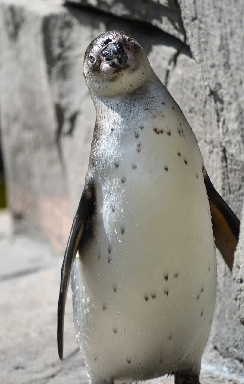 Penguen 2
