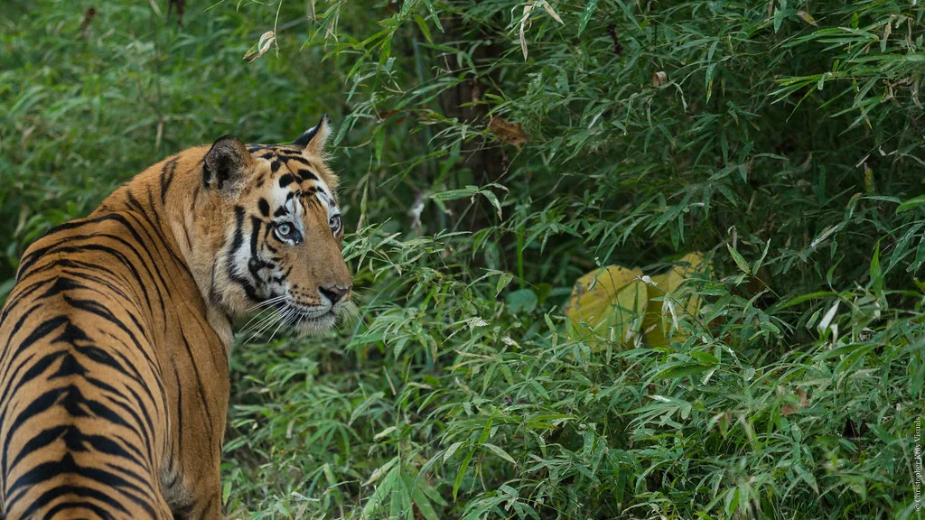 Blue Eyed Tiger