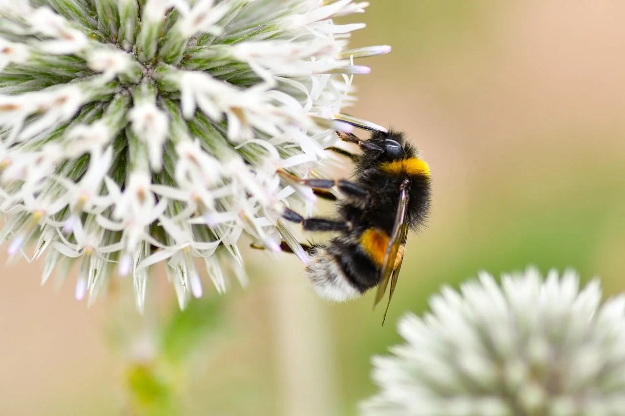 Günlük Portre 2