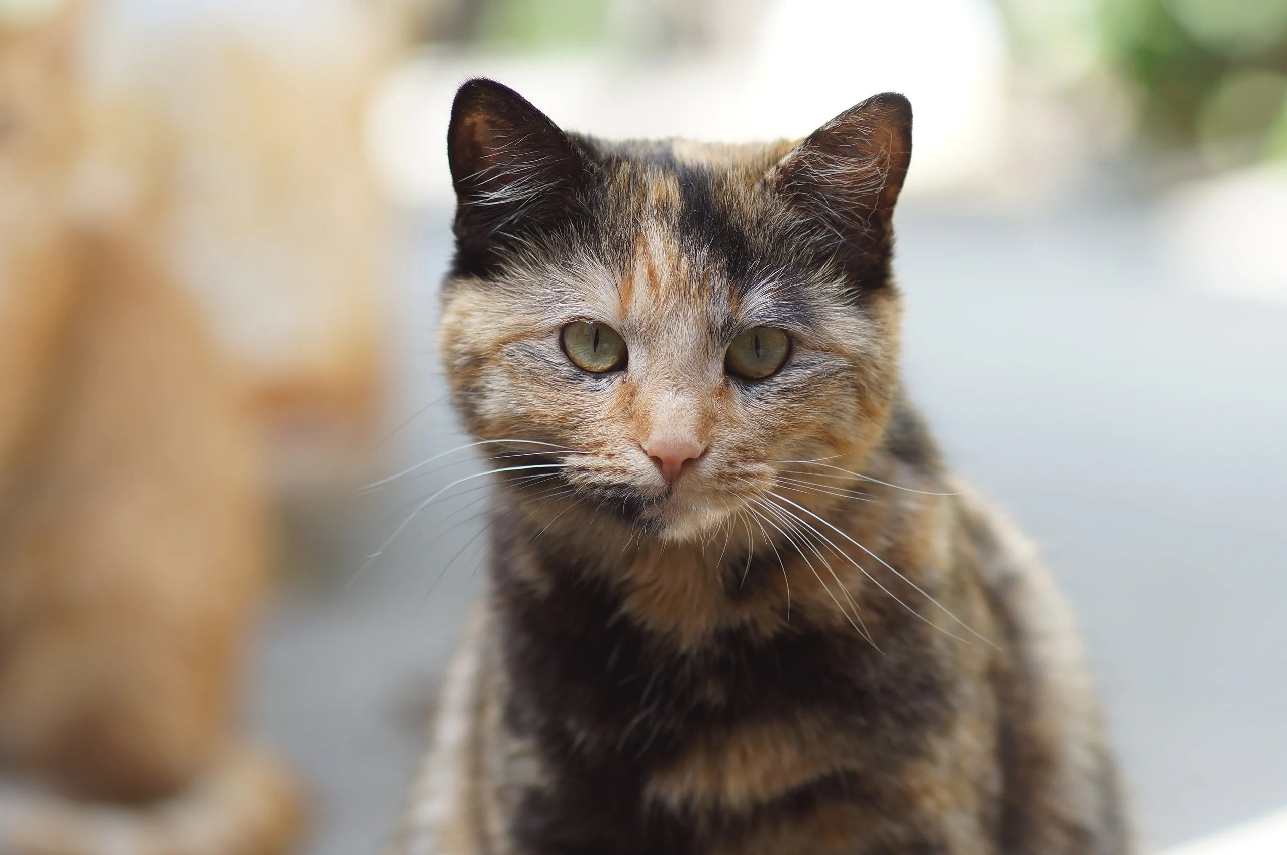 Bokeh Portre 3