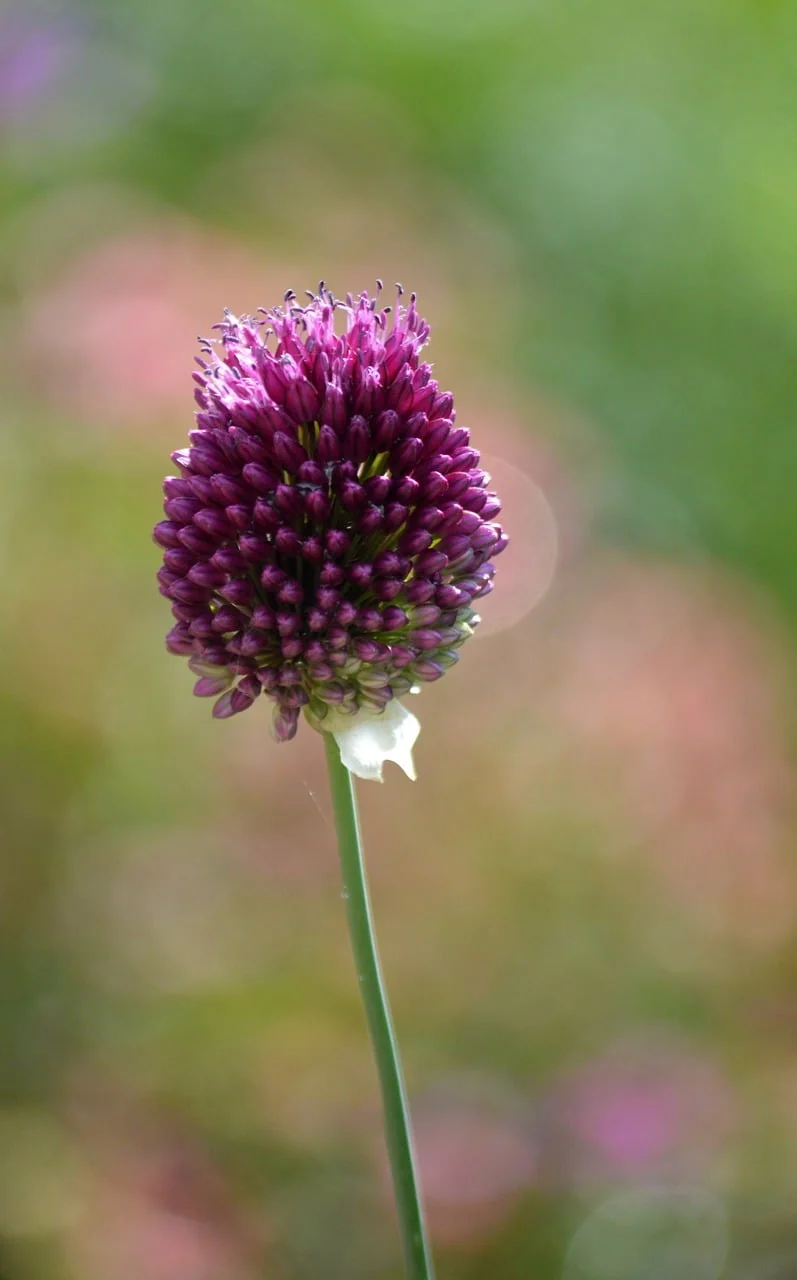 Bokeh Işık 2