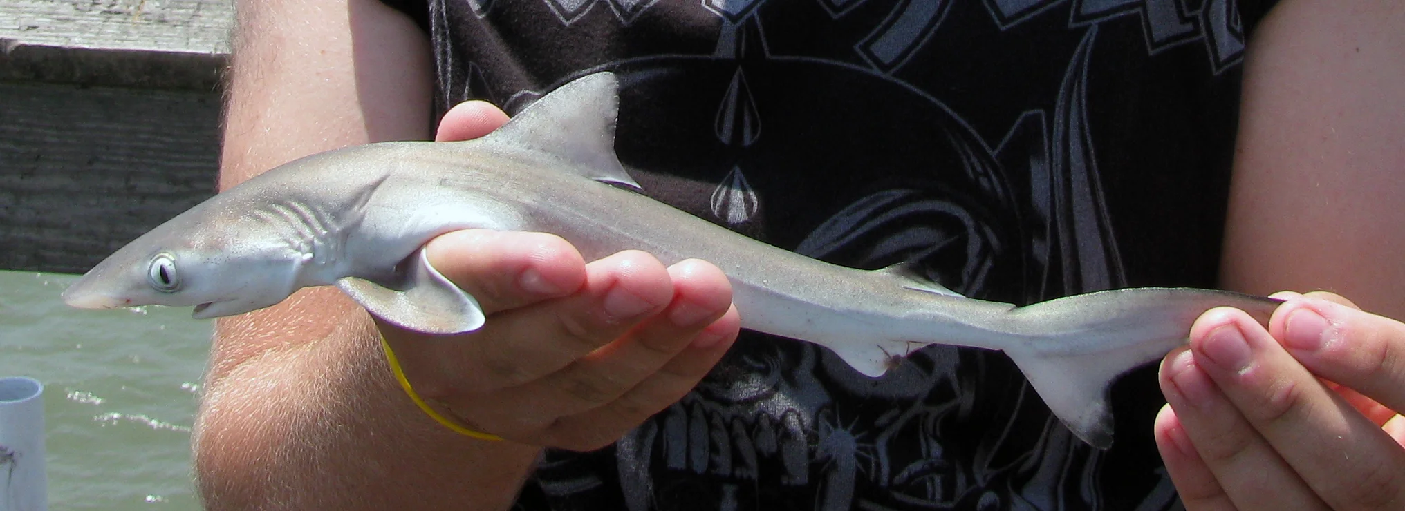 File:Juvenille-dusky-shark-ocean-isle-beach-pier.png