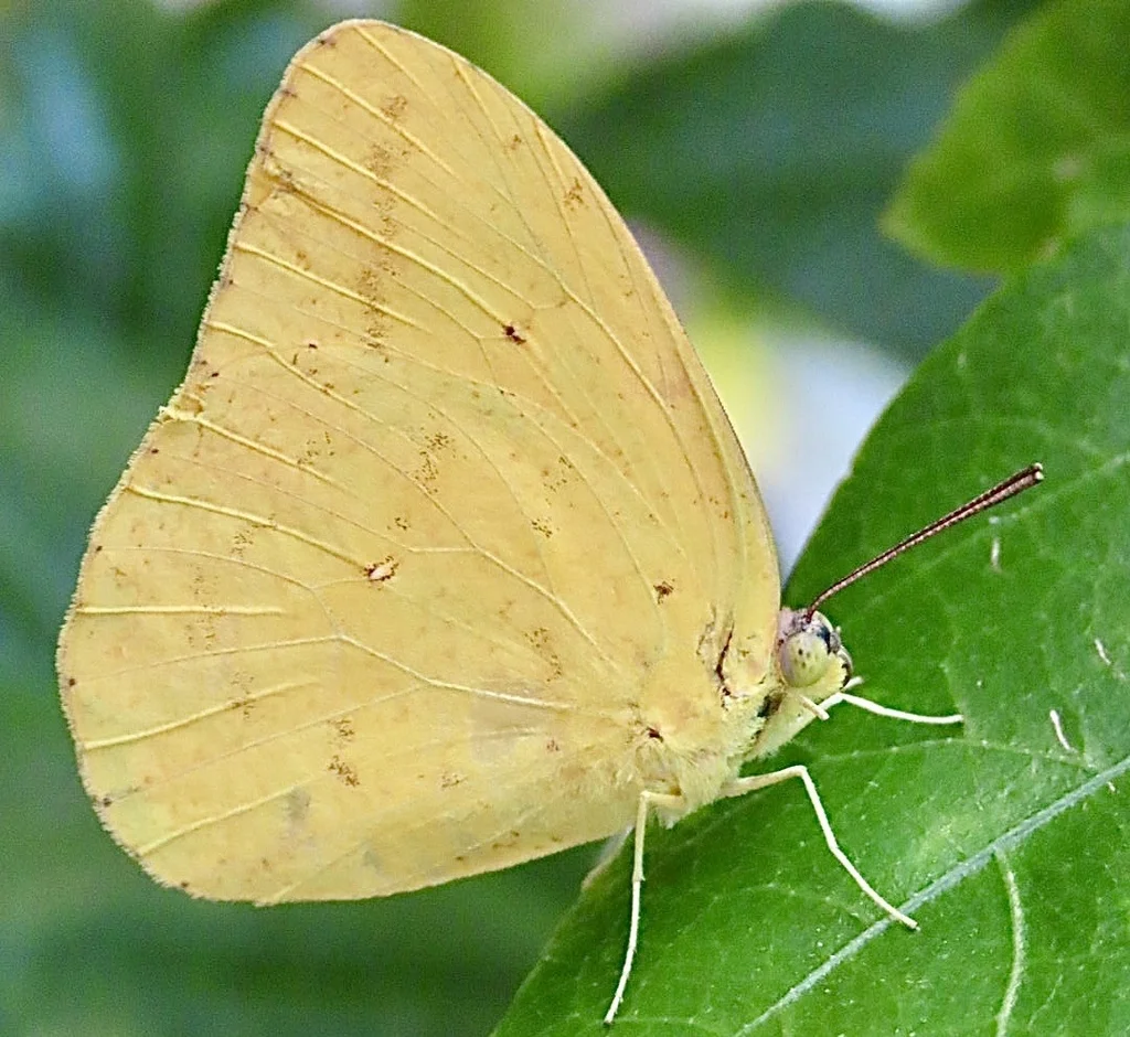 Doğa Manzarası