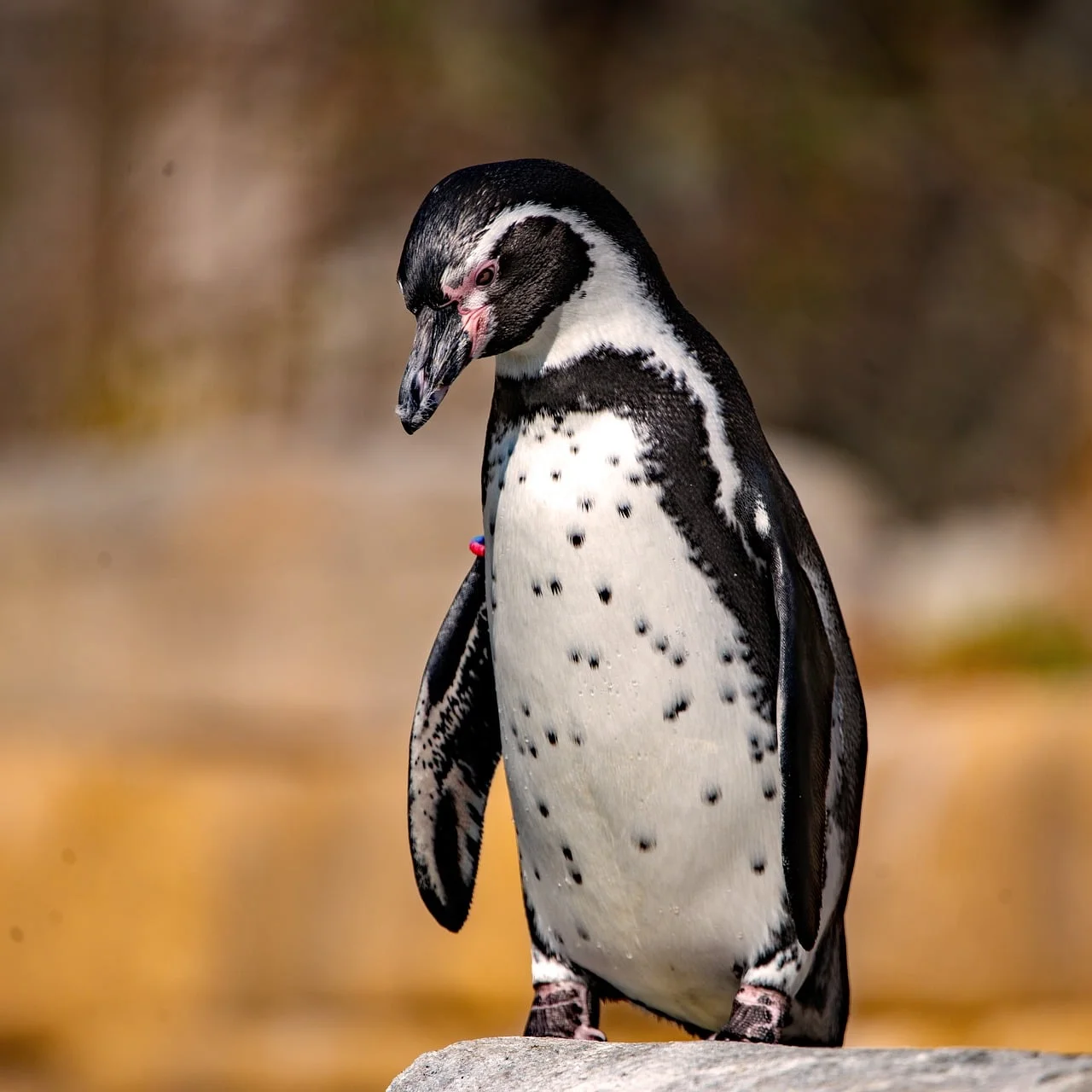 Penguen
