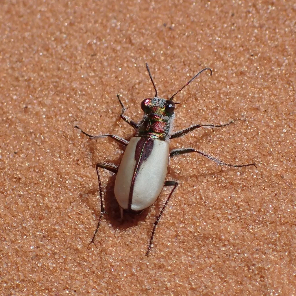 Kum Tepeleri
