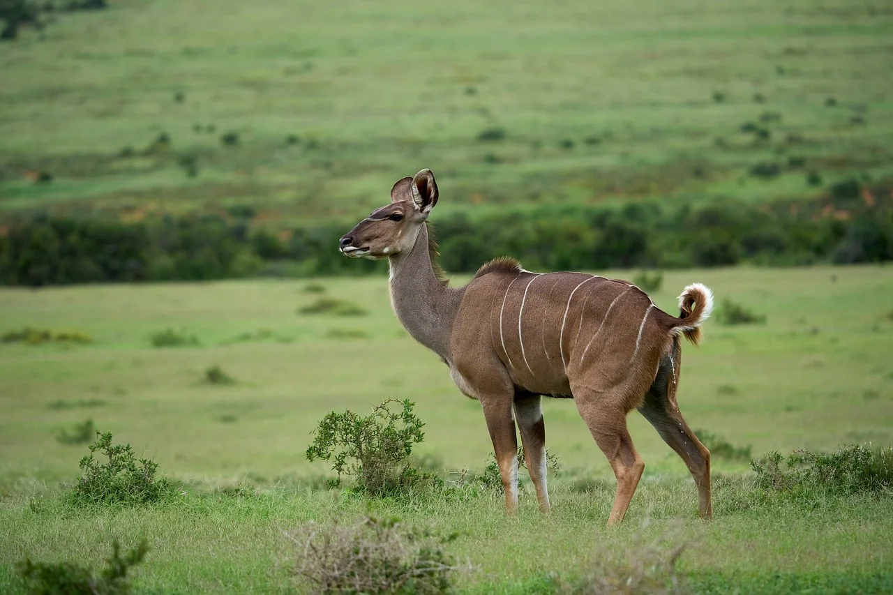 Afrika Safari