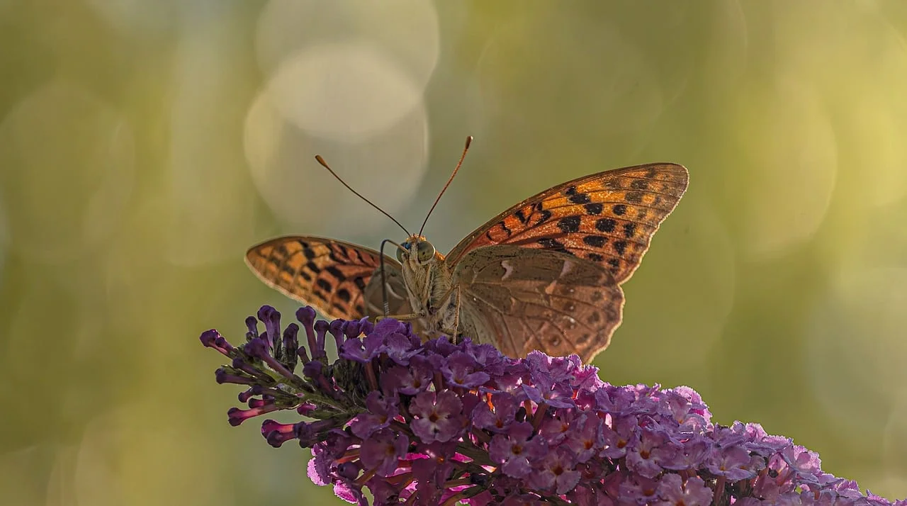 Bokeh Işık 2