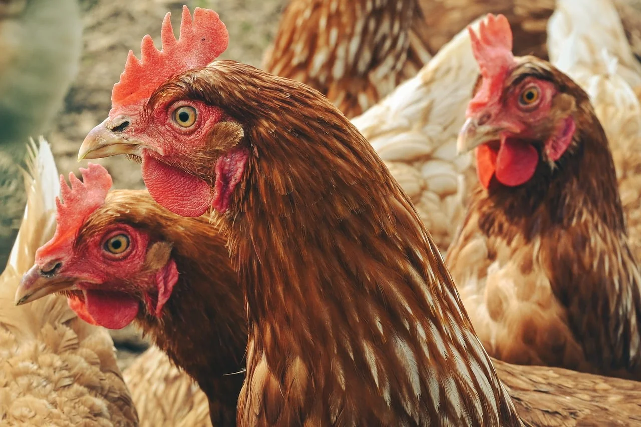 New York Sokakları