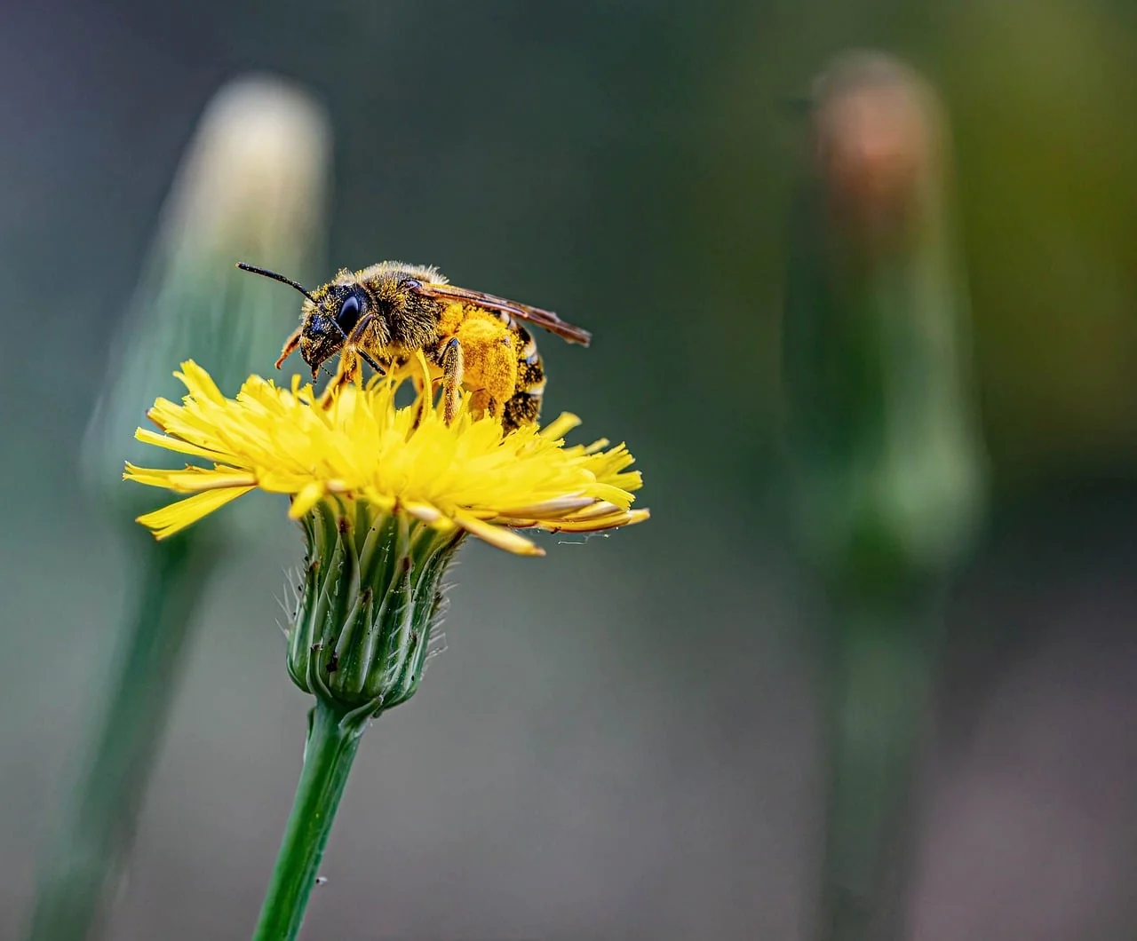 Bokeh Portre 2