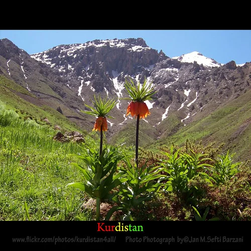 'Kurdistan Flowers' Nature Landscape