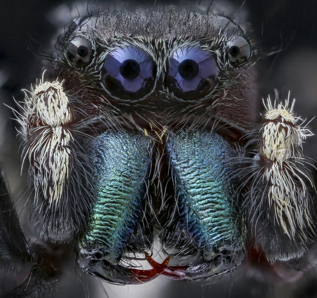 Böcek Makro 2