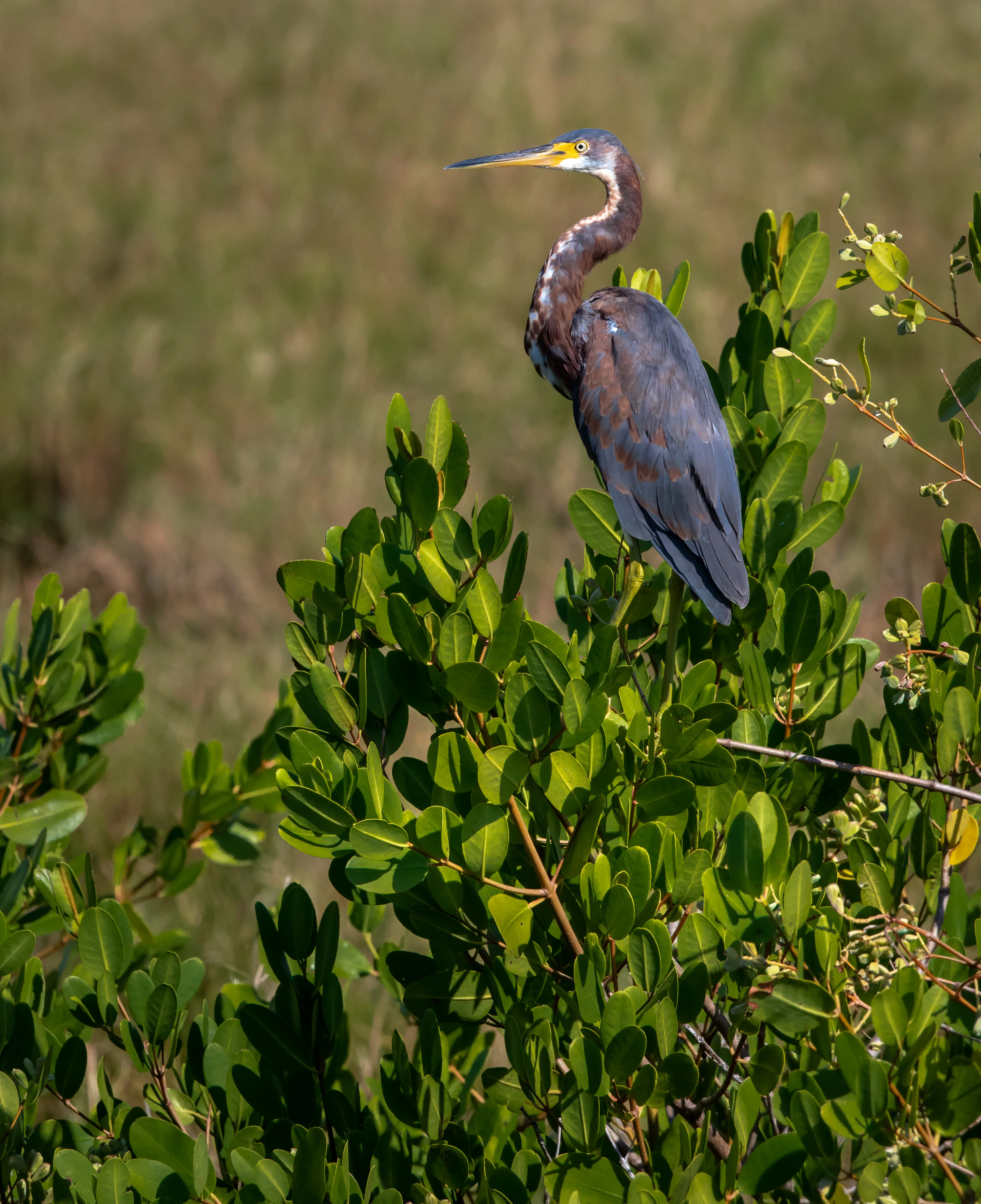 Creative Photography - Wildlife - Birds
